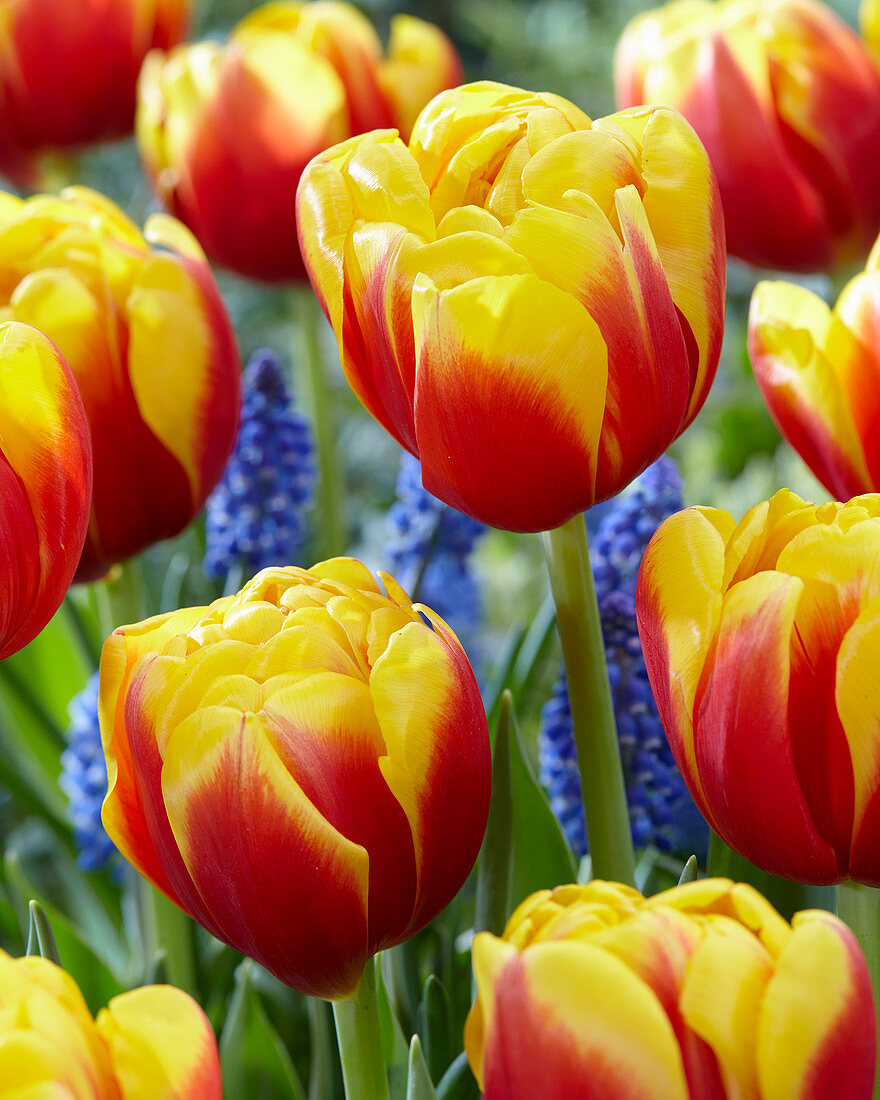 Тюльпан махровый ранний Шелл